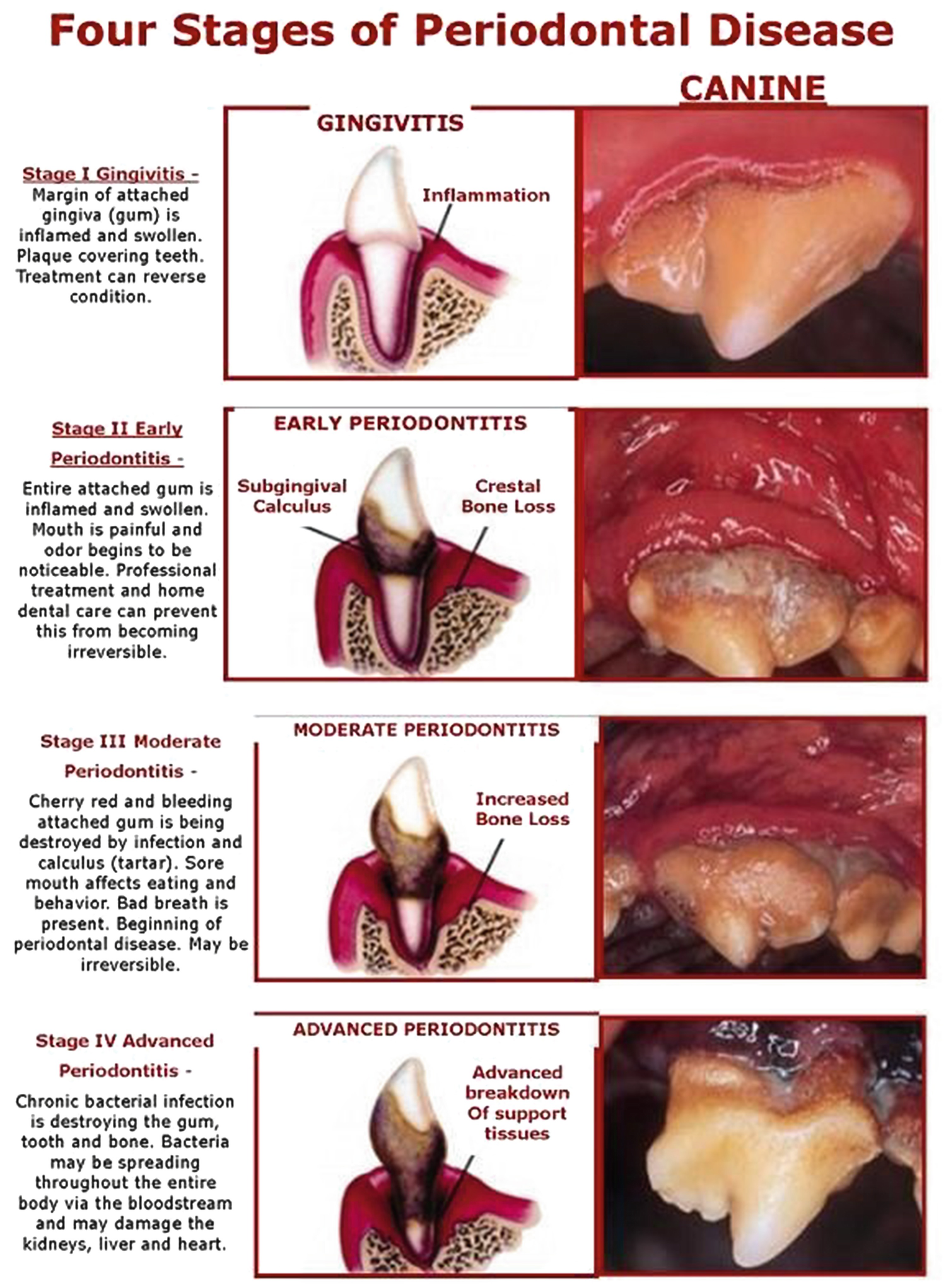 dog gingivitis treatment cost