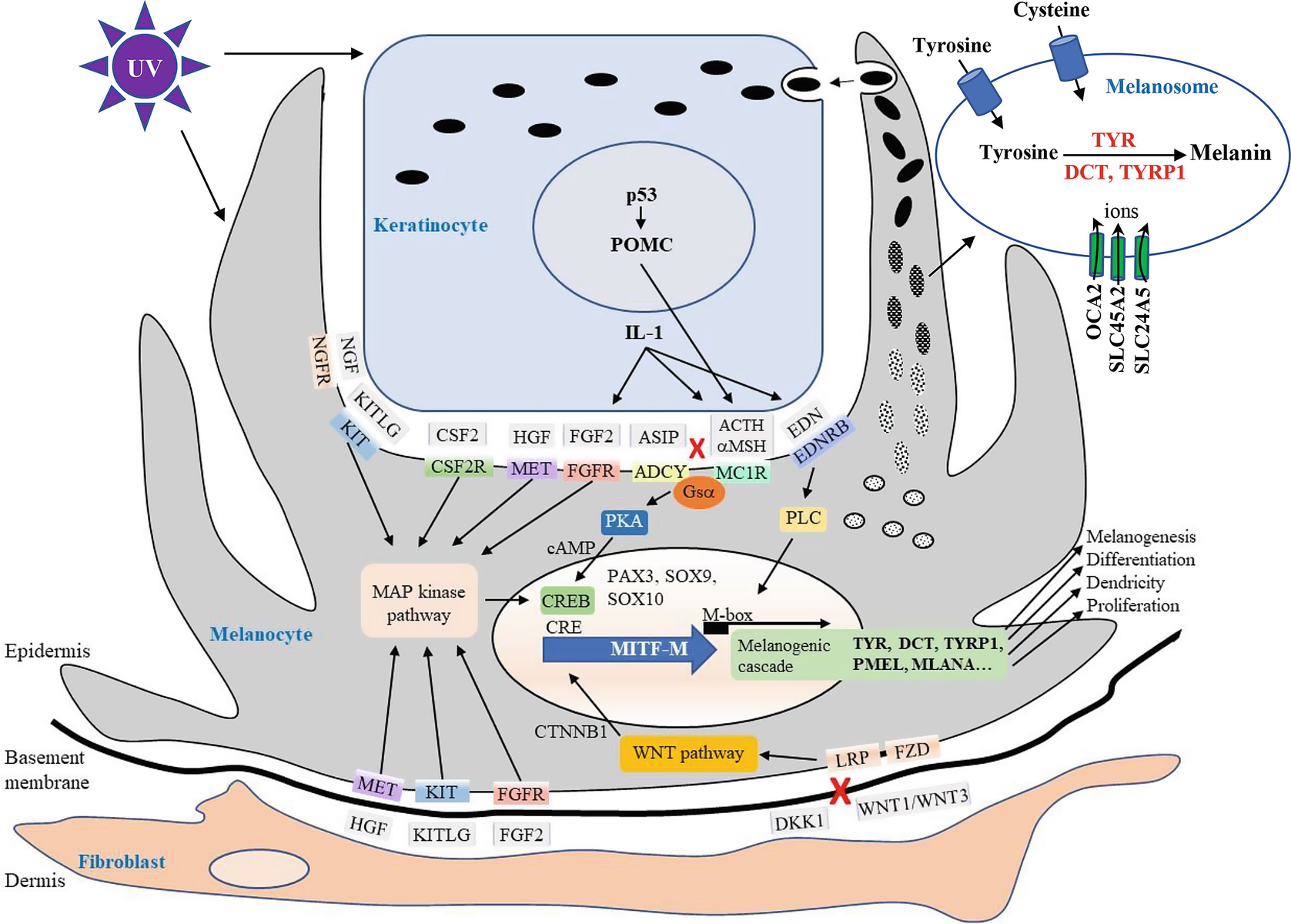 Biology Of Melanocytes And Primary Melanoma Springerlink