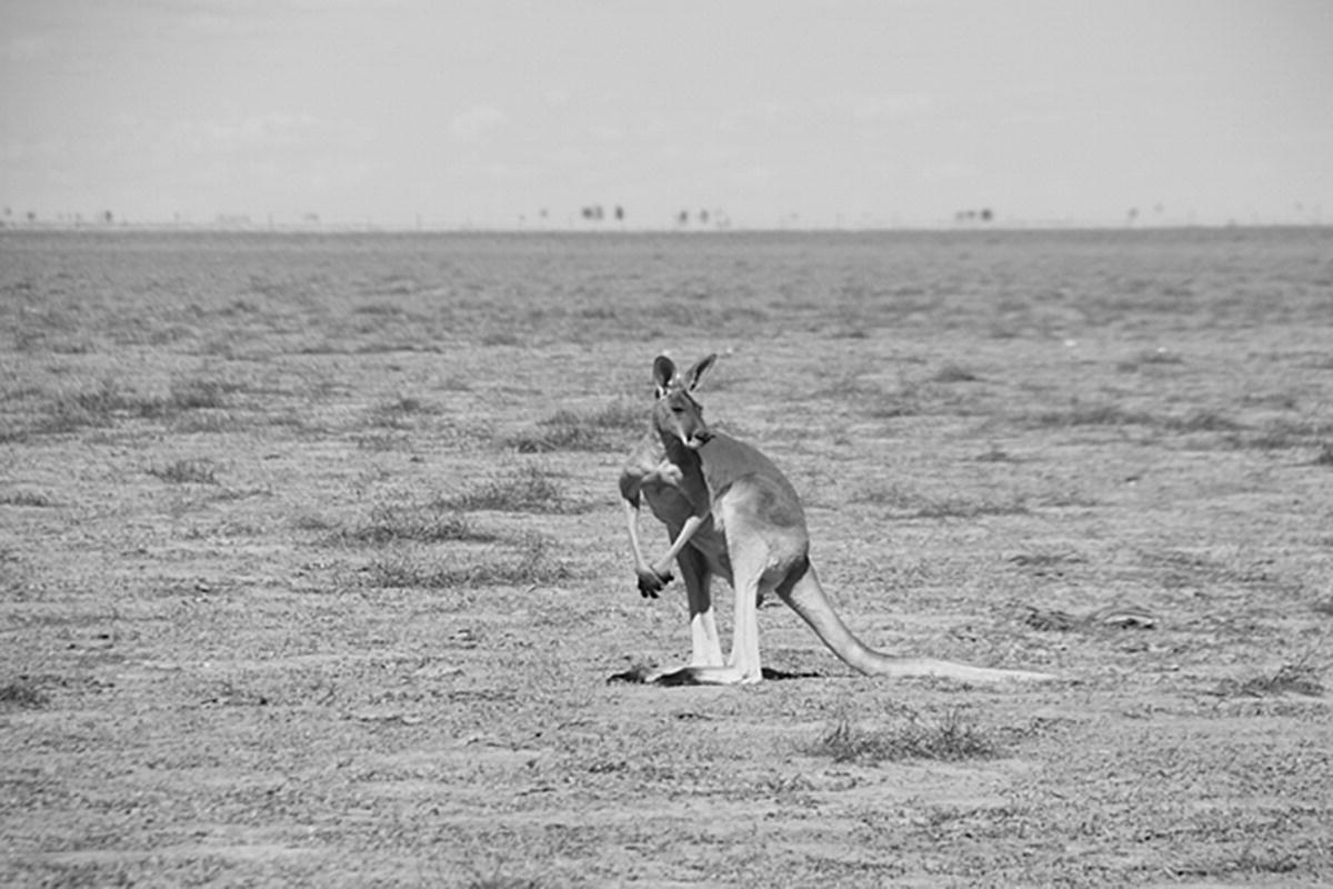 Meat Production From Wild Kangaroo The Species Industry Carcass