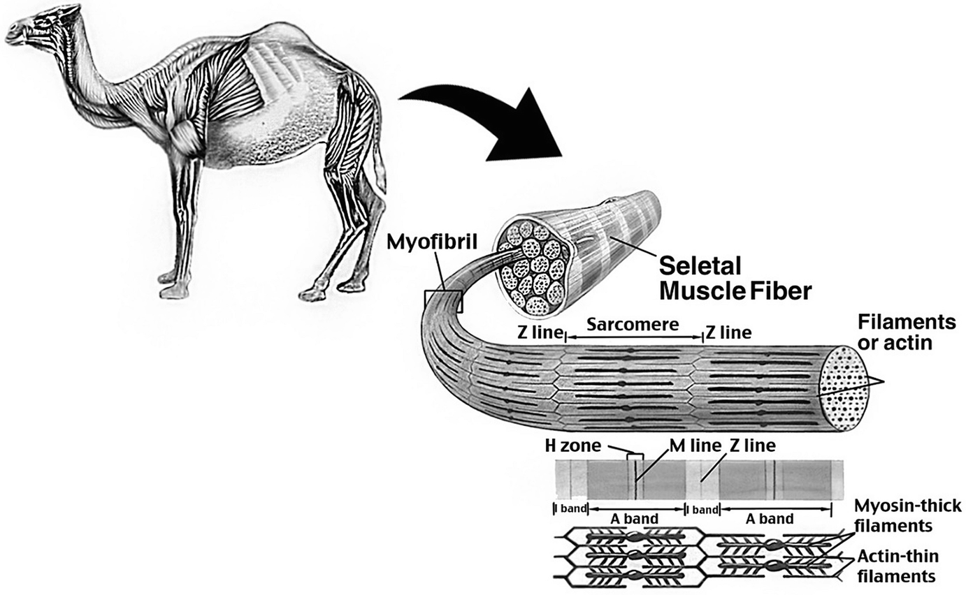 Camel Carcass And Meat Quality Characteristics Springerlink Camel Carcass And Meat Quality Characteristics Springerlink