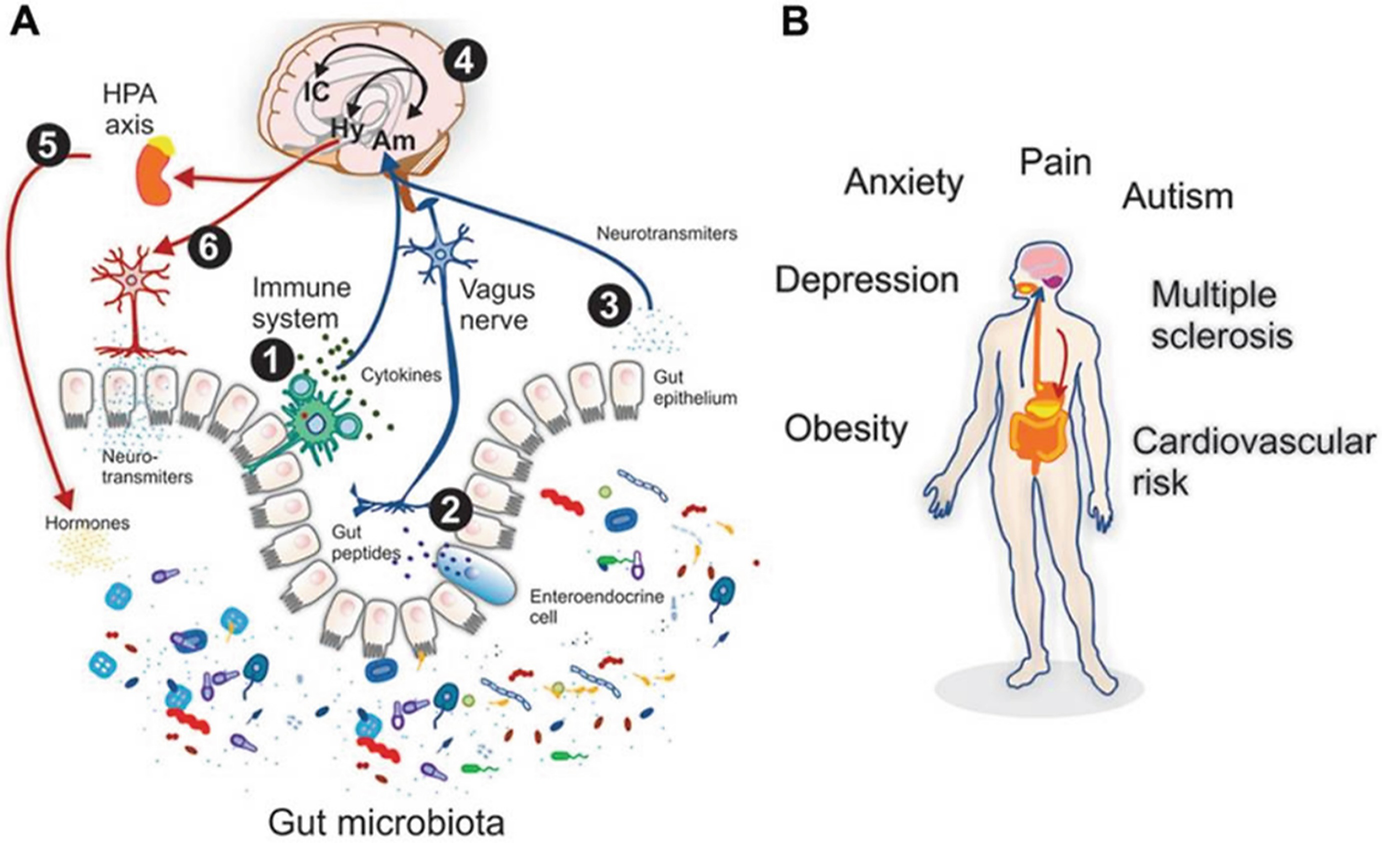 Role Of The Gut Microbiome In Autism Spectrum Disorders Springerlink