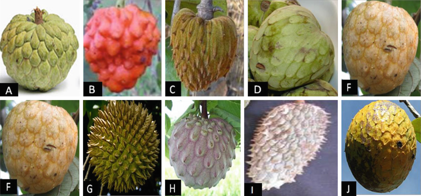 Bioactive Compounds Of Annona Springerlink