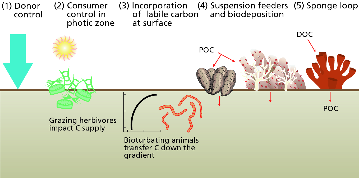 Carbon Processing At The Seafloor Springerlink