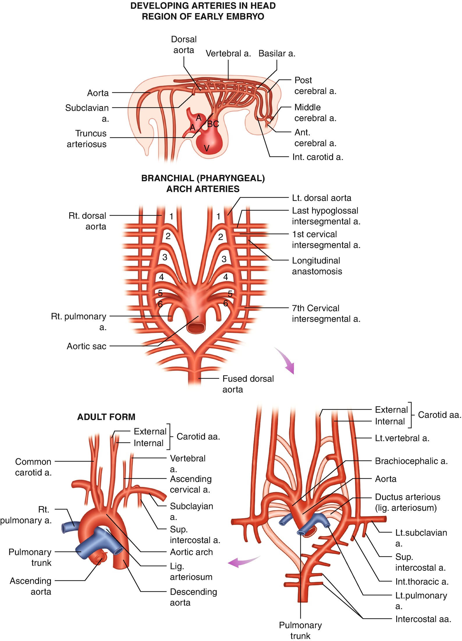 Embryology And Anatomy Of The Aorta Springerlink