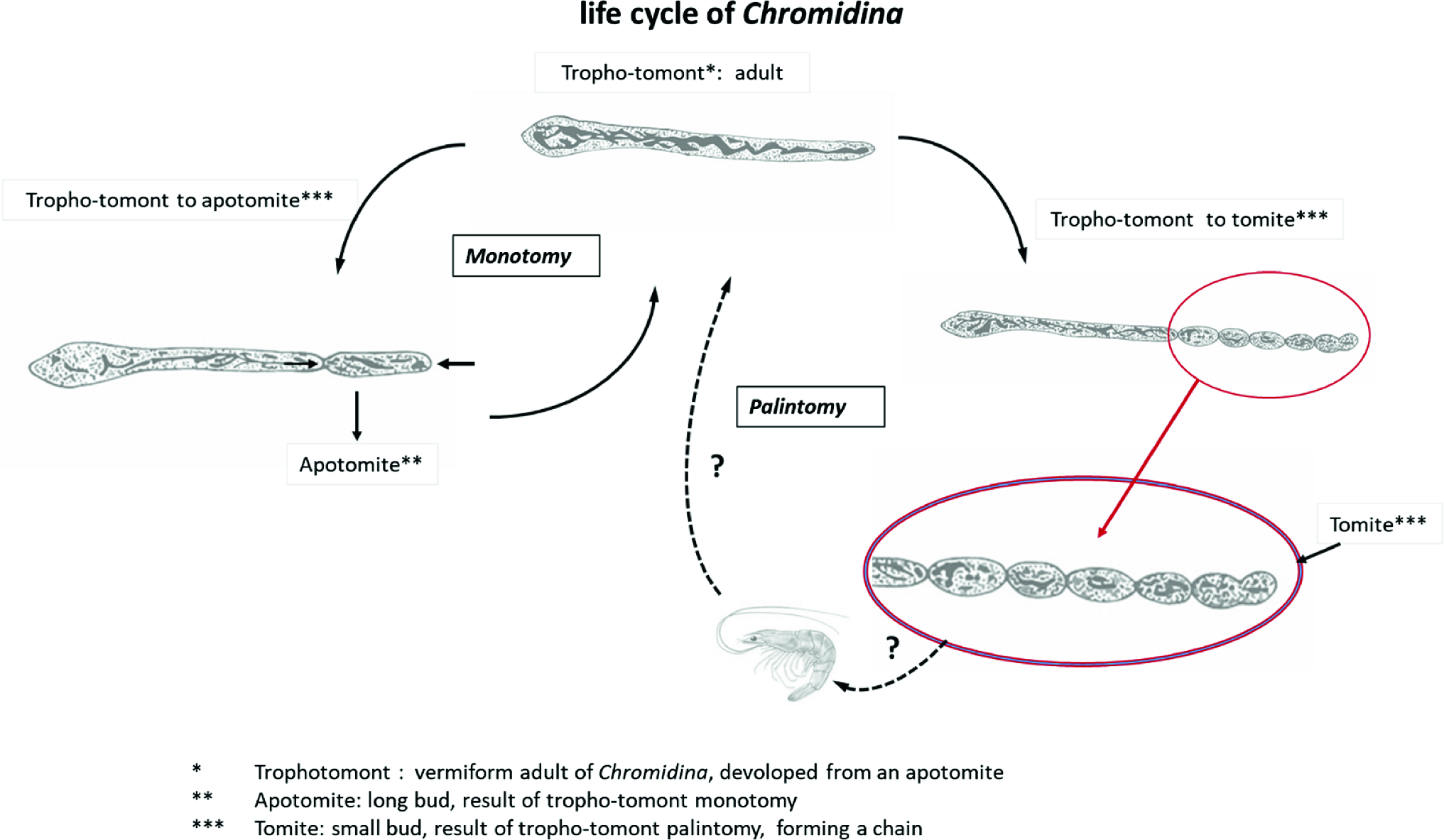 Protist Ciliates And Related Diseases Springerlink