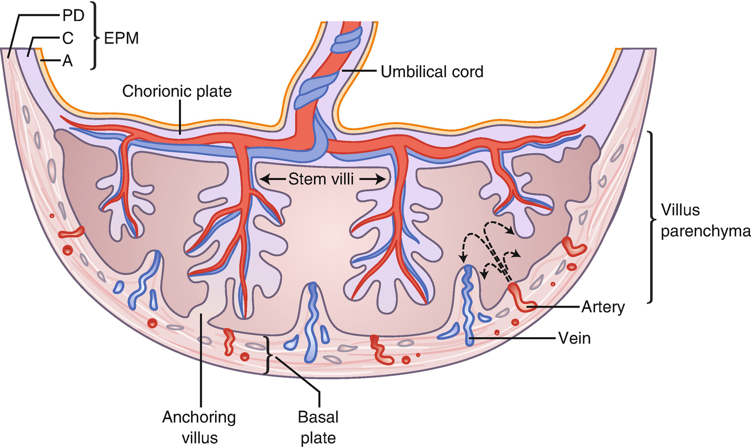 Anchoring villi