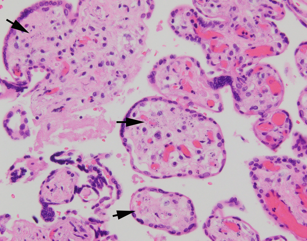 Color Atlas of Fetal and Neonatal Histology