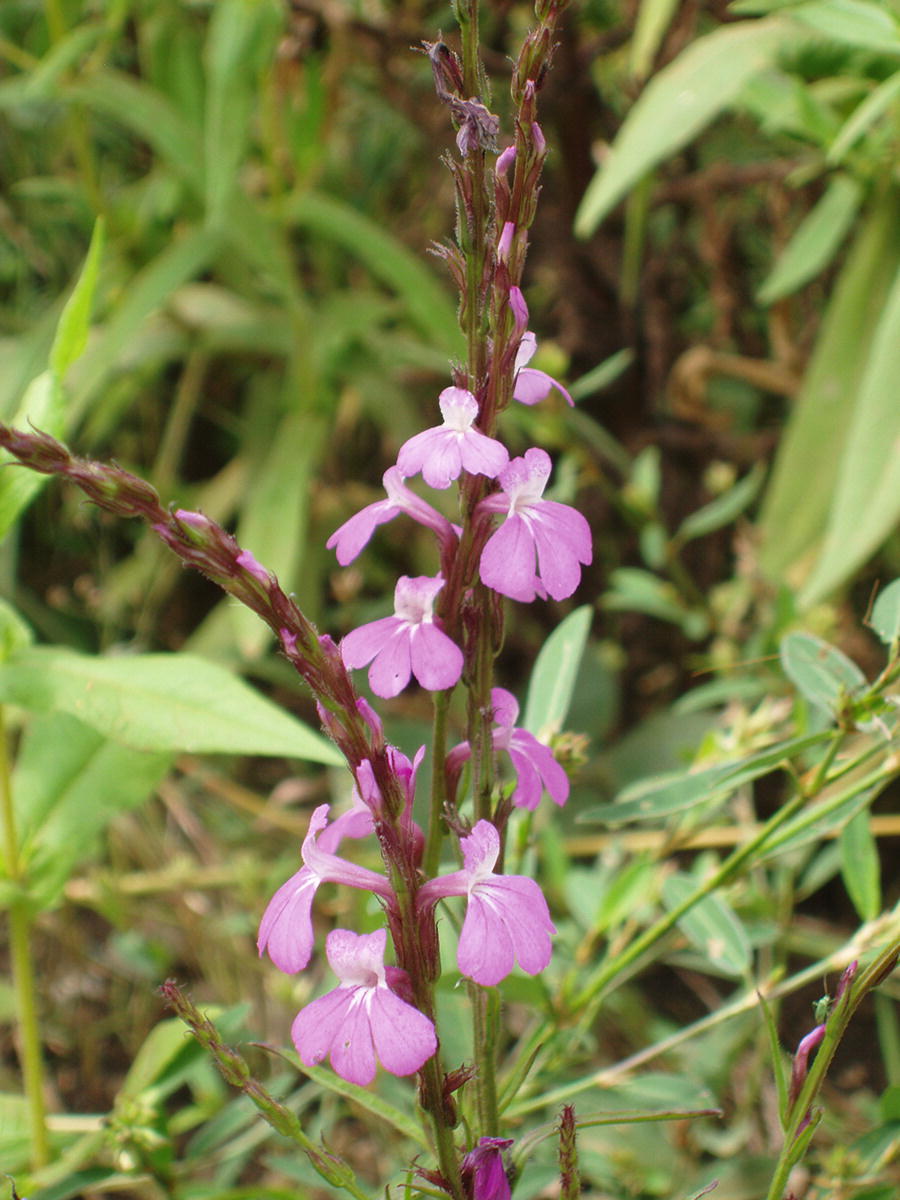 Strigolactones And Parasitic Plants Springerlink Strigolactones And Parasitic Plants Springerlink