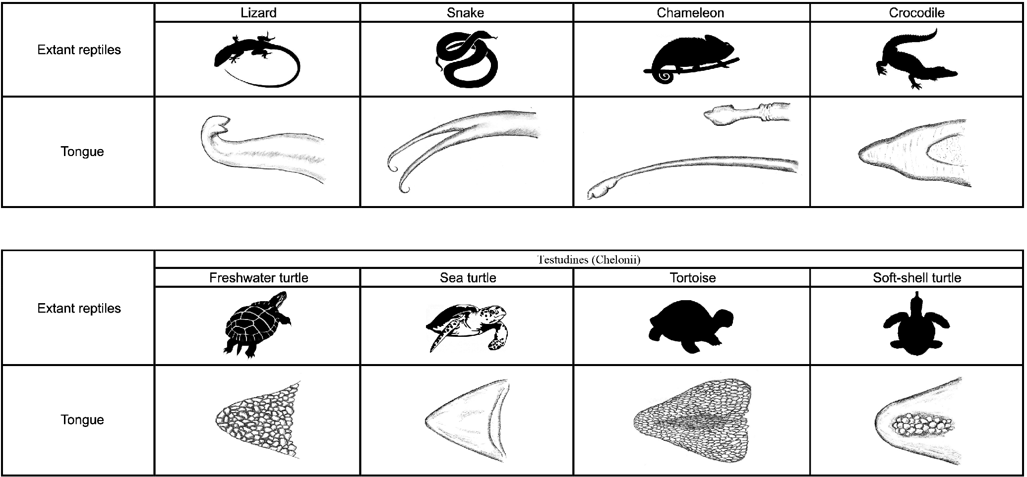 Rh negative blood type reptilians