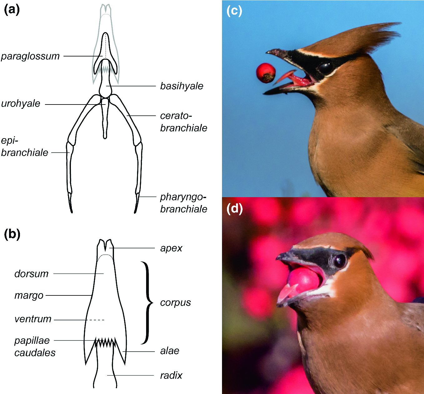 Feeding In Birds Thriving In Terrestrial Aquatic And Aerial Niches Springerlink