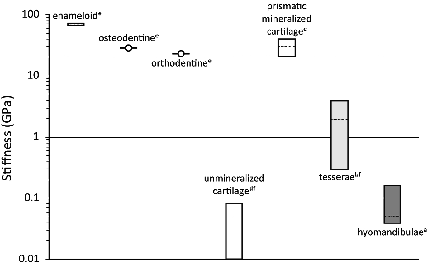 Feeding In Cartilaginous Fishes An Interdisciplinary Synthesis - open image in new window
