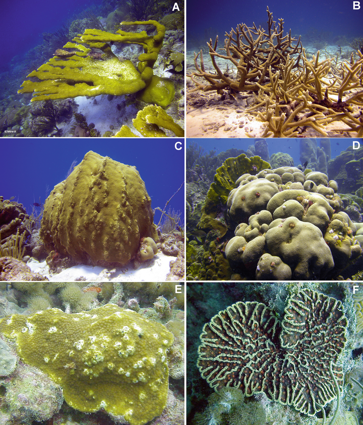 Coral And Cnidarian Welfare In A Changing Sea Springerlink - 