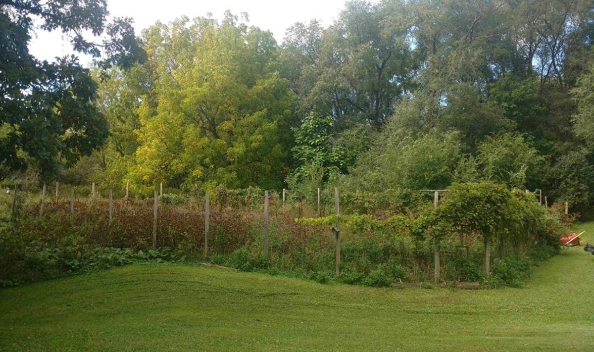 Creating An Edible Dialogue For Peace Community Gardening