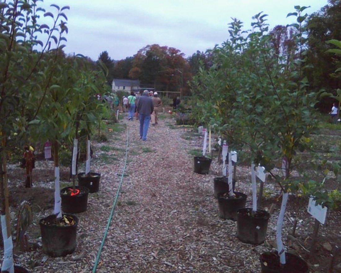 Creating An Edible Dialogue For Peace Community Gardening