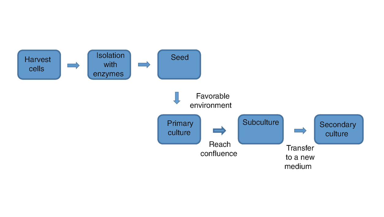 Skin Cell Cultures And Skin Engineering Springerlink