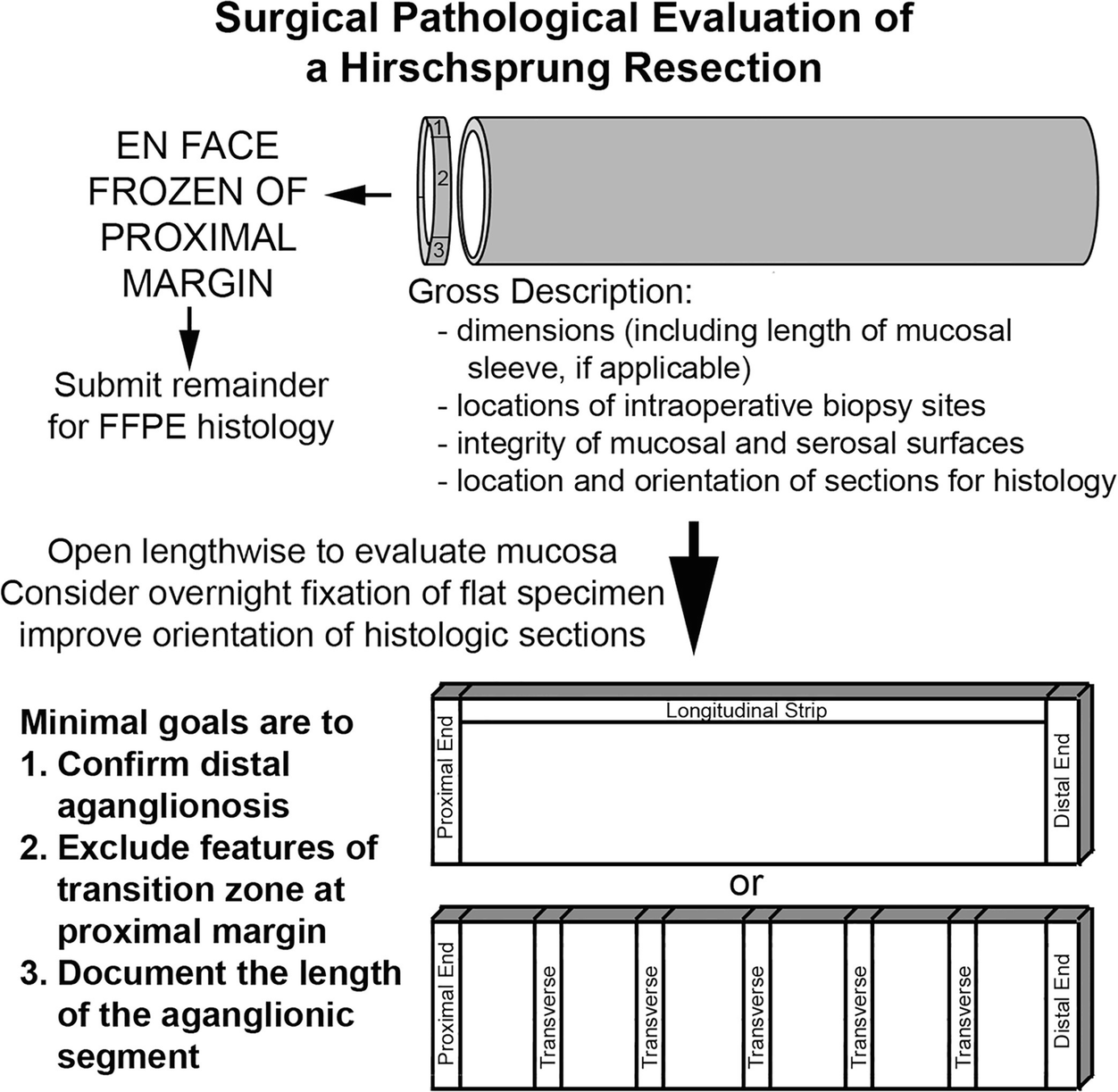 Anatomic Pathology Of Hirschsprung Disease Springerlink