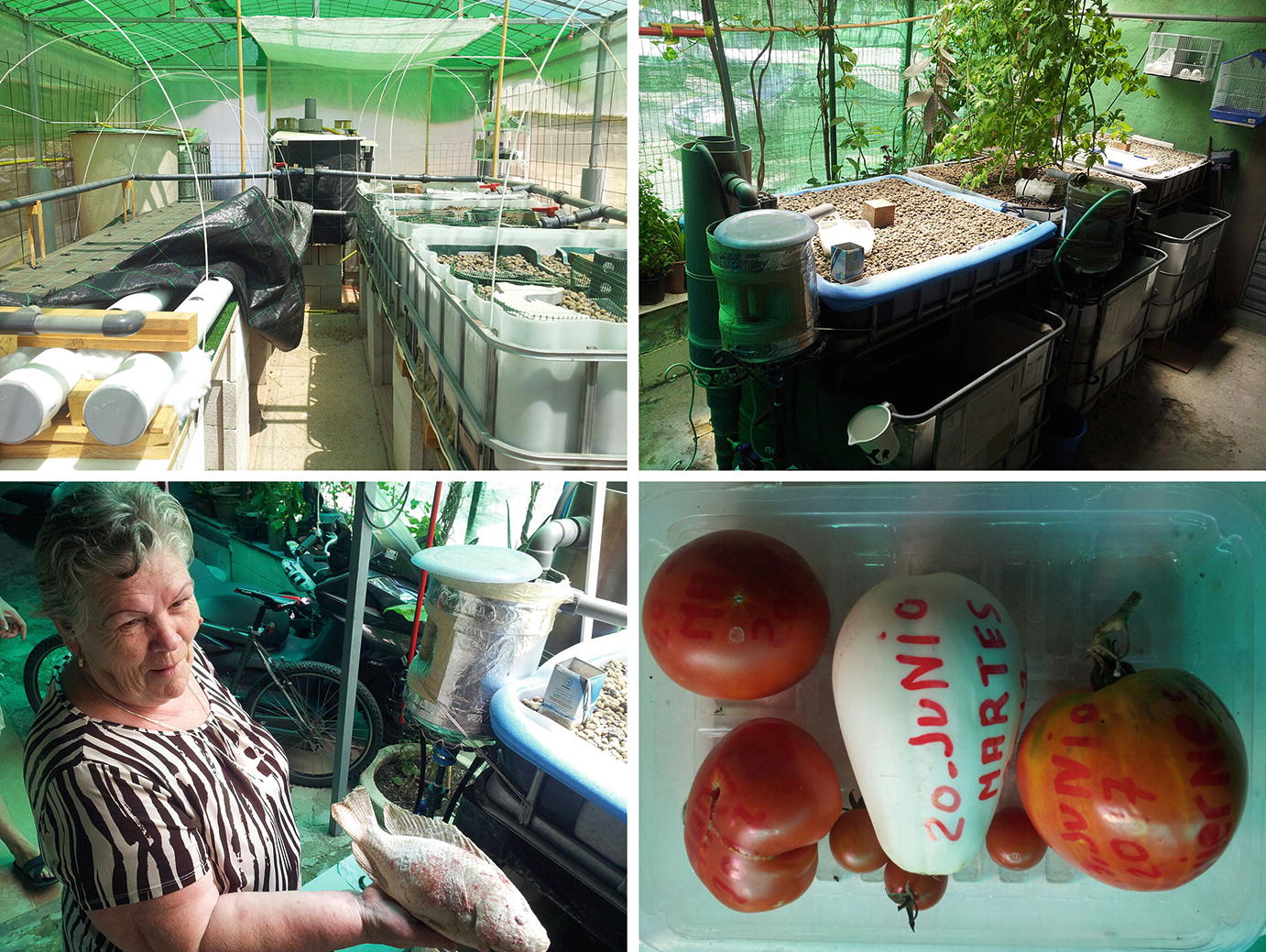 Aquaponics And Social Enterprise Springerlink