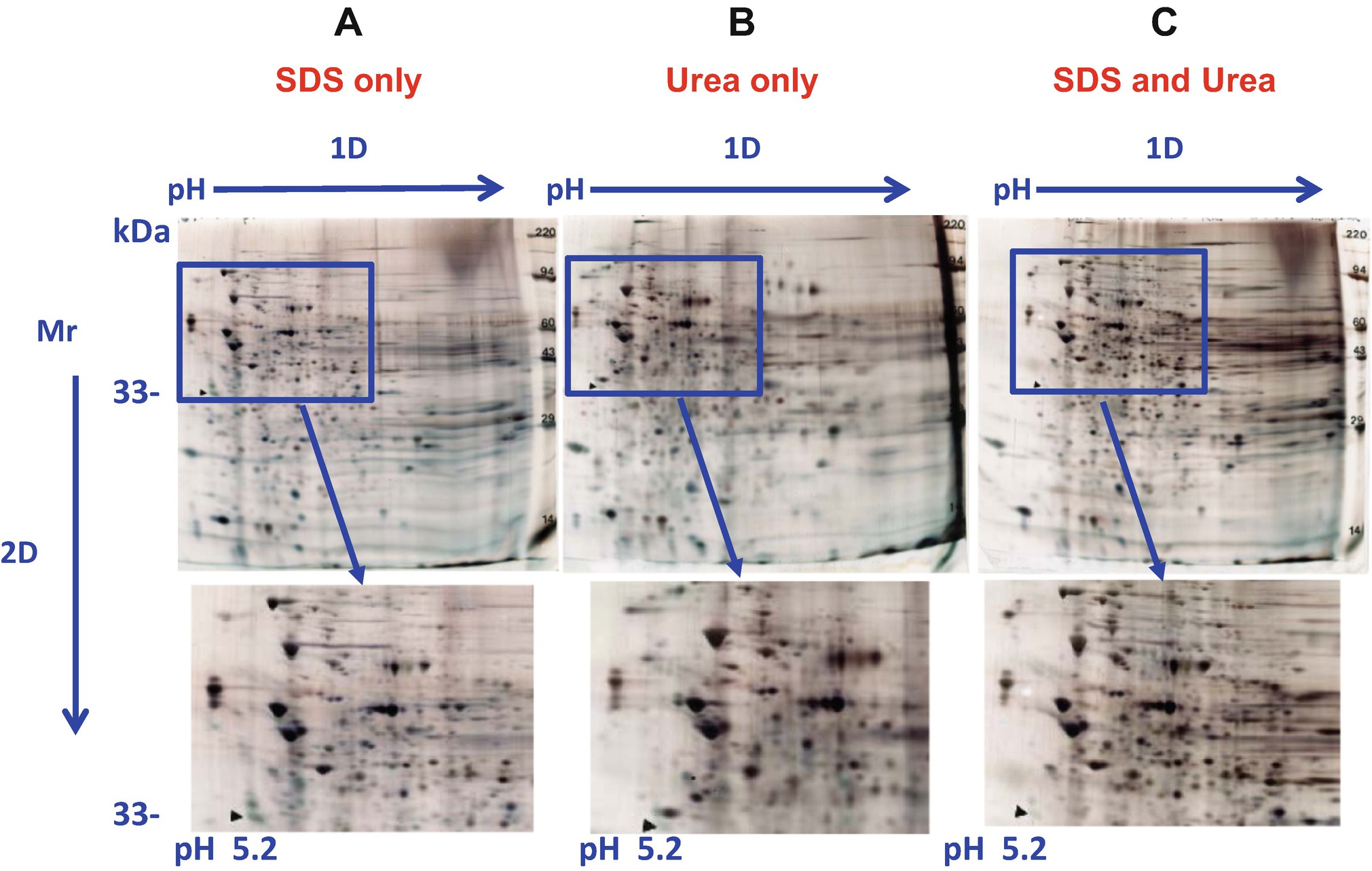 2d Sds Page In Combination With Western Blotting And Mass Spectrometry Is A Robust Method For Protein Analysis With Many Applications Springerlink