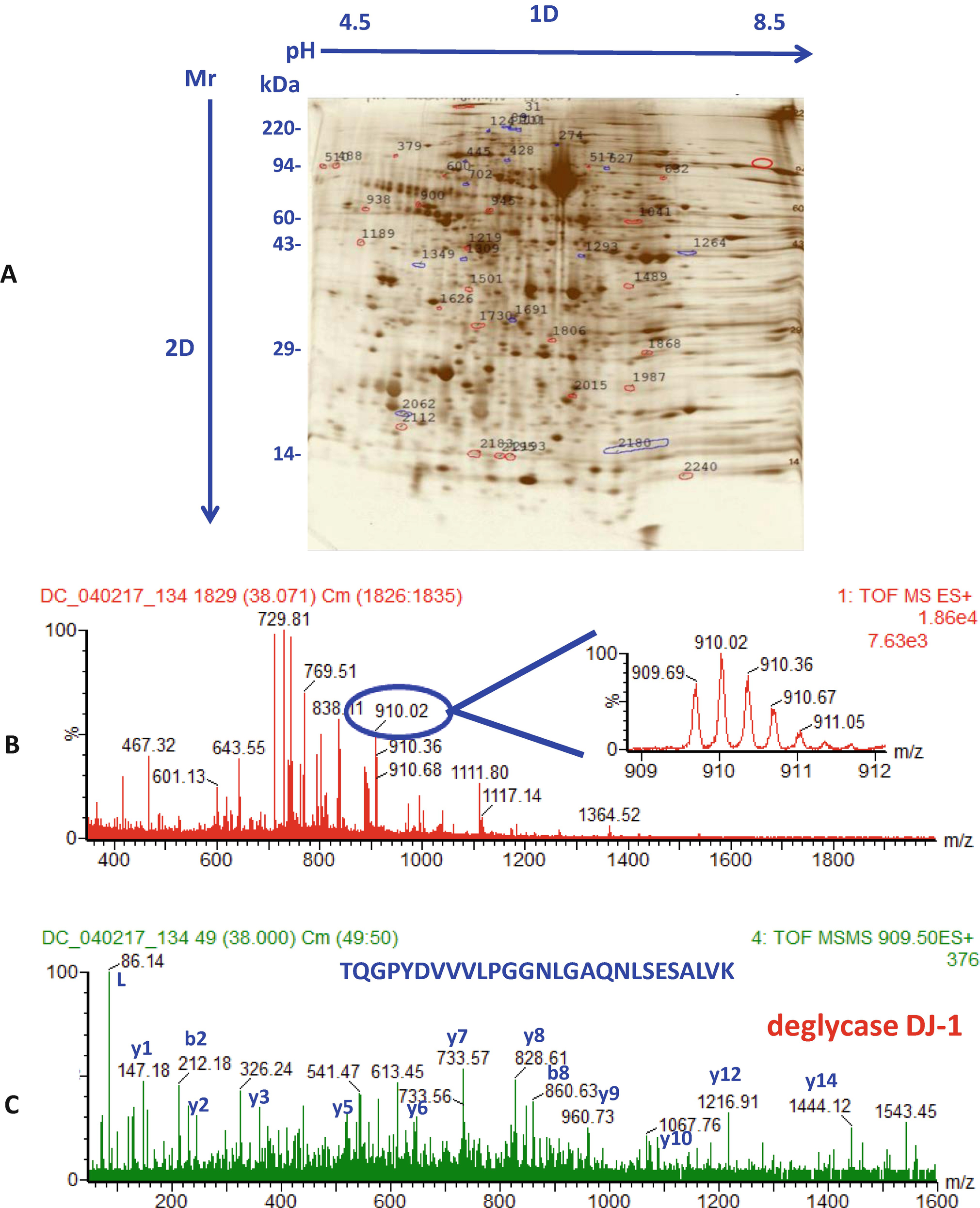 2d Sds Page In Combination With Western Blotting And Mass Spectrometry Is A Robust Method For Protein Analysis With Many Applications Springerlink