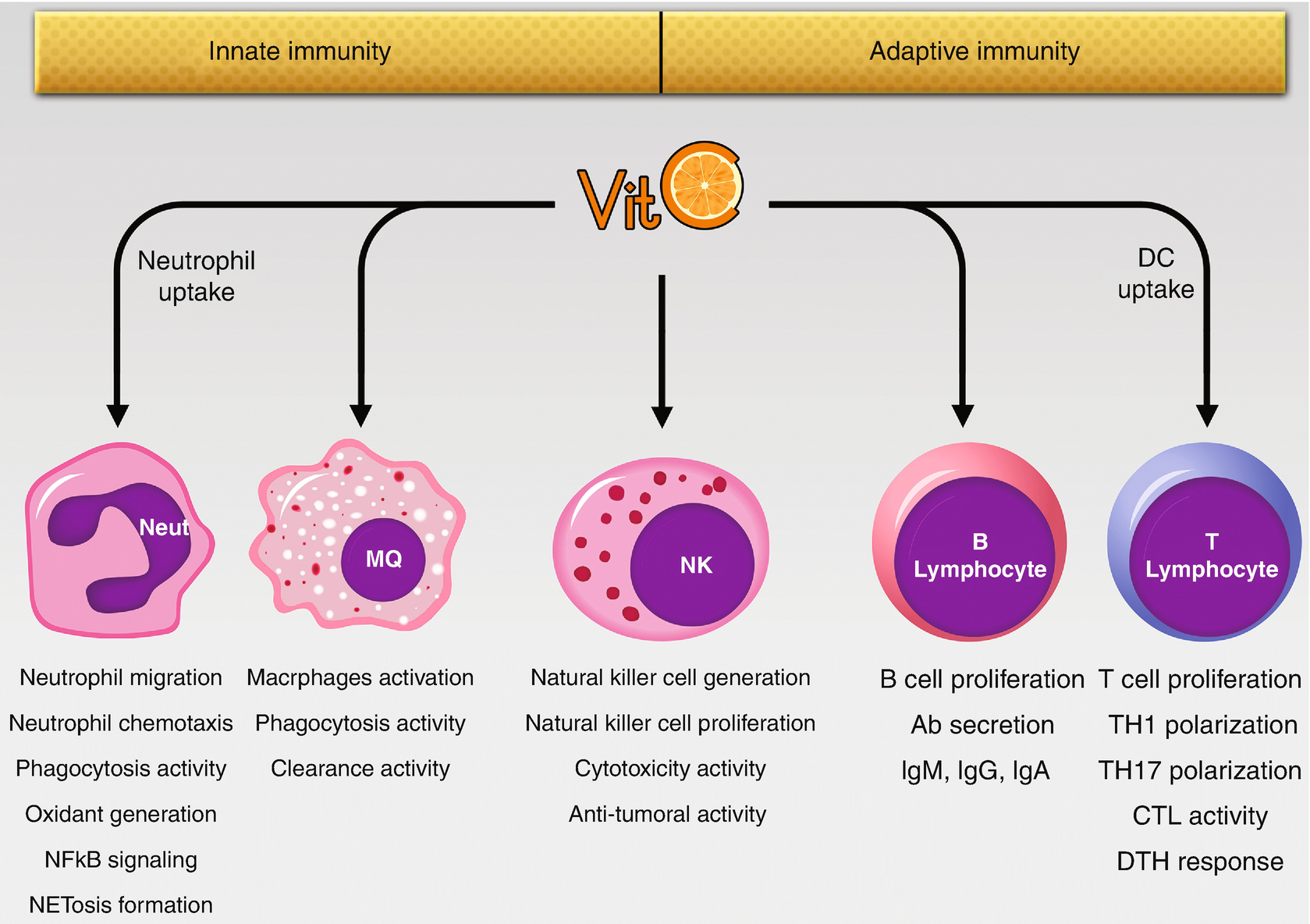 Vitamin C and the Immune System | SpringerLink