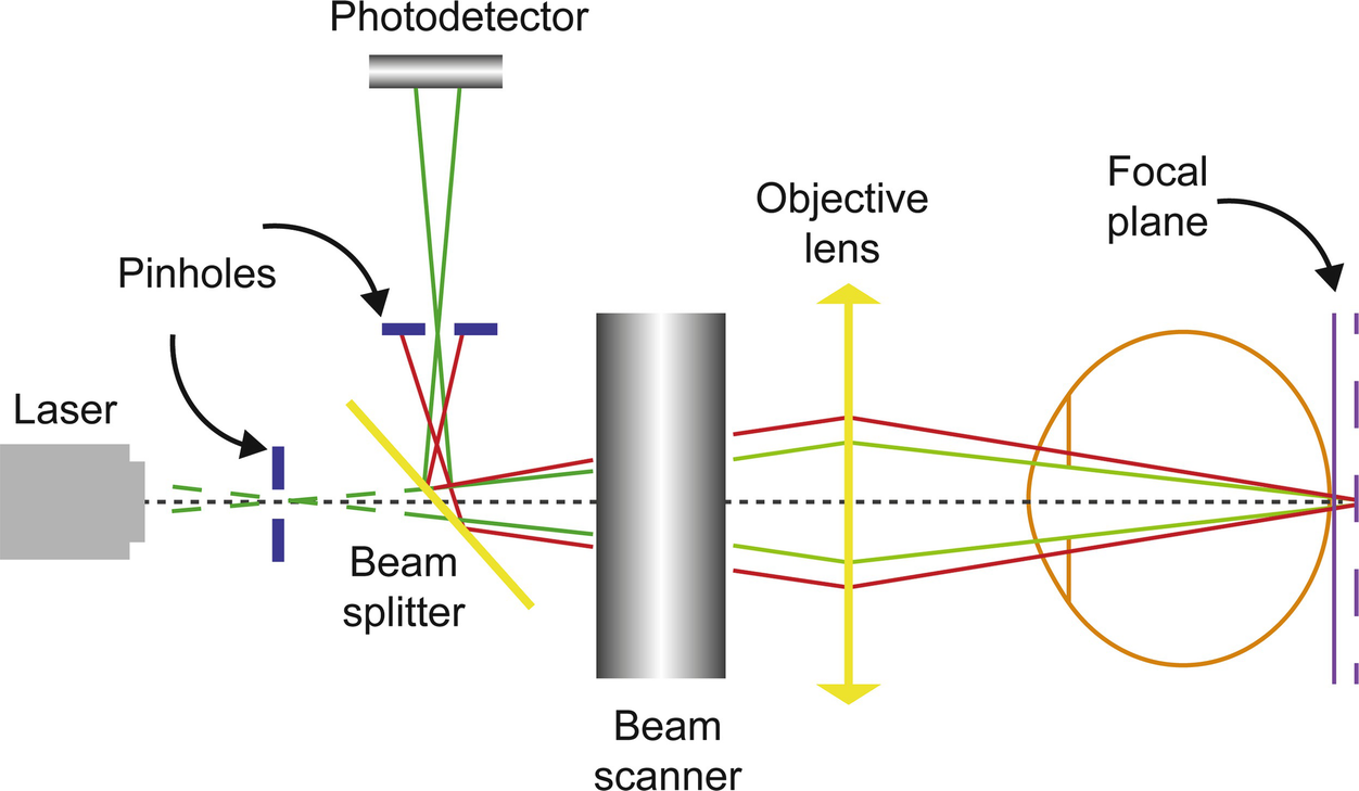 Compact Adaptive Optics Scanning Laser Ophthalmoscope with Phase Plates |  SpringerLink