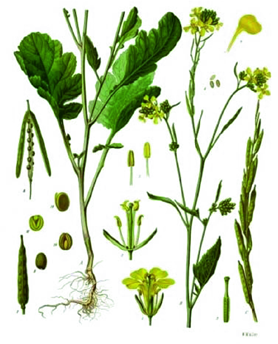 Brassica Nigra L K Koch Brassicaceae Springerlink Brassica Nigra L K Koch Brassicaceae Springerlink