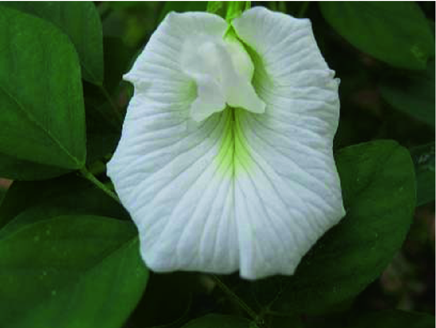 Clitoria Ternatea L Fabaceae Leguminosae Springerlink