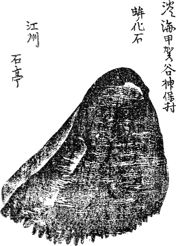 Geological History And Transition Of The Biota Of Lake Biwa Springerlink