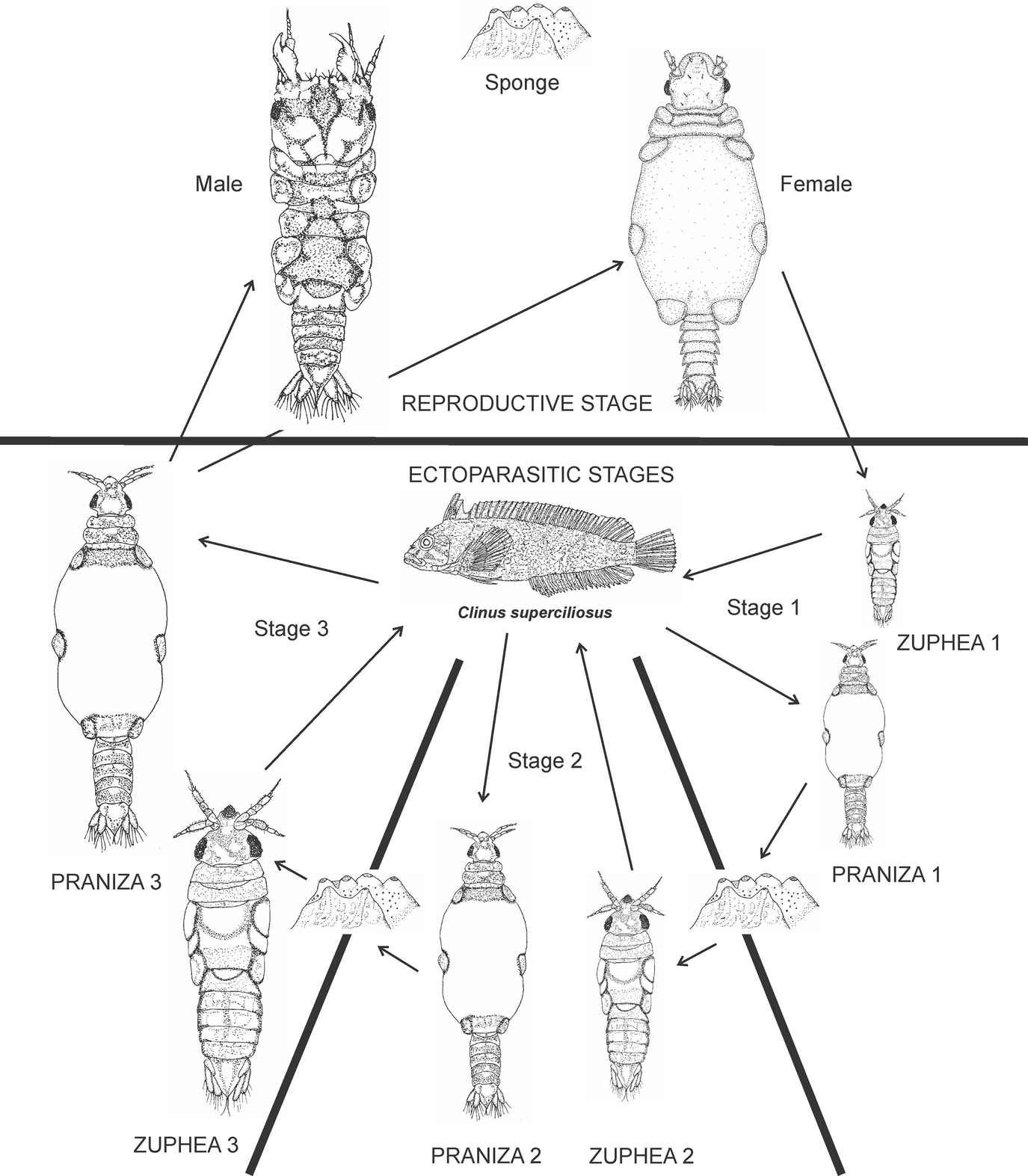 Life Cycle And Life History Strategies Of Parasitic Crustacea Springerlink