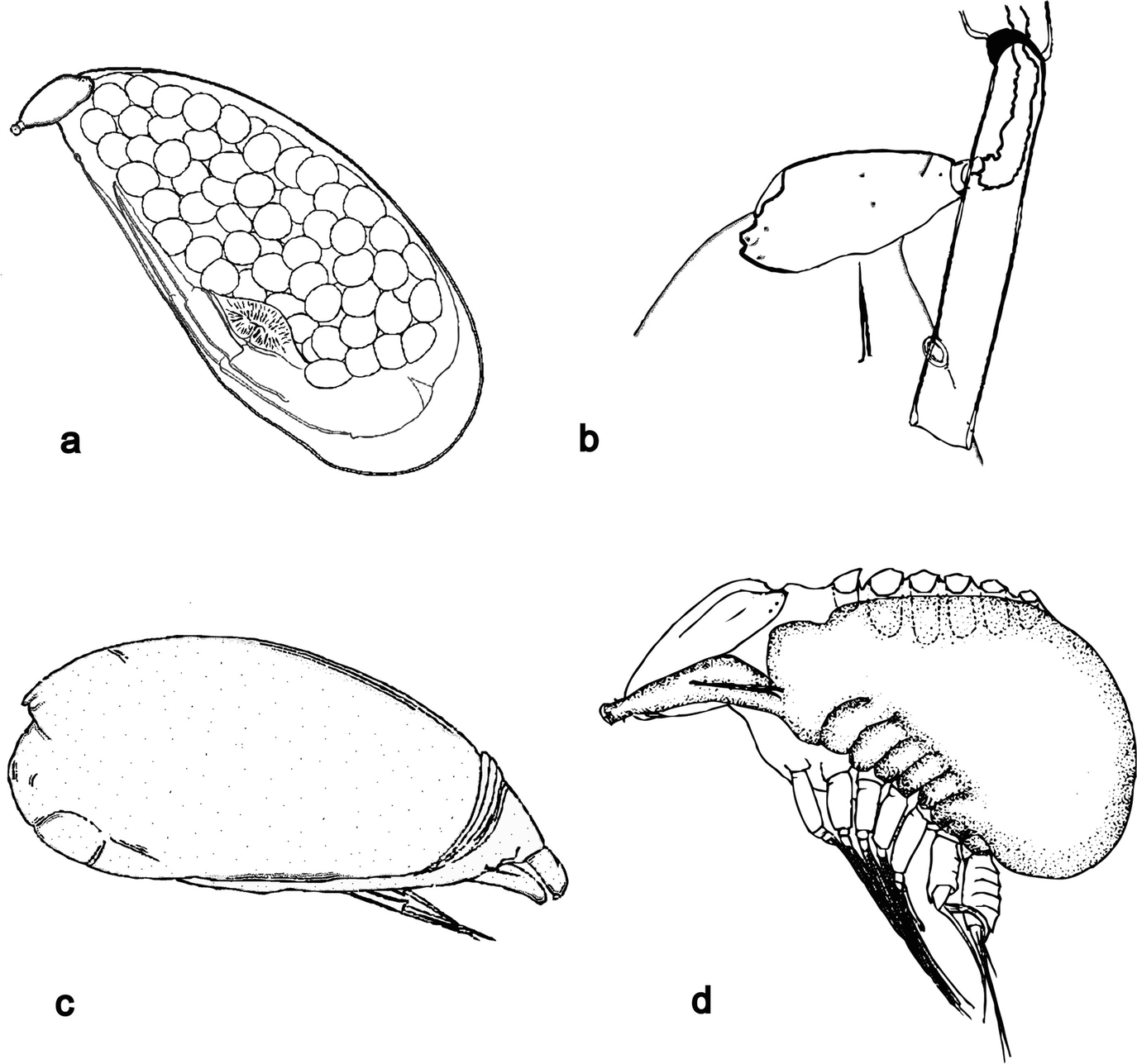 les hyperparasites ha rossz lehelet a tüdőből