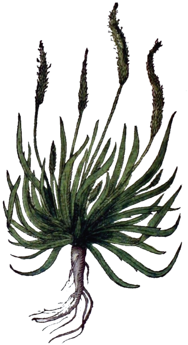 A Botanical History Of Halophytes From Theophrastus To Nowadays Springerlink