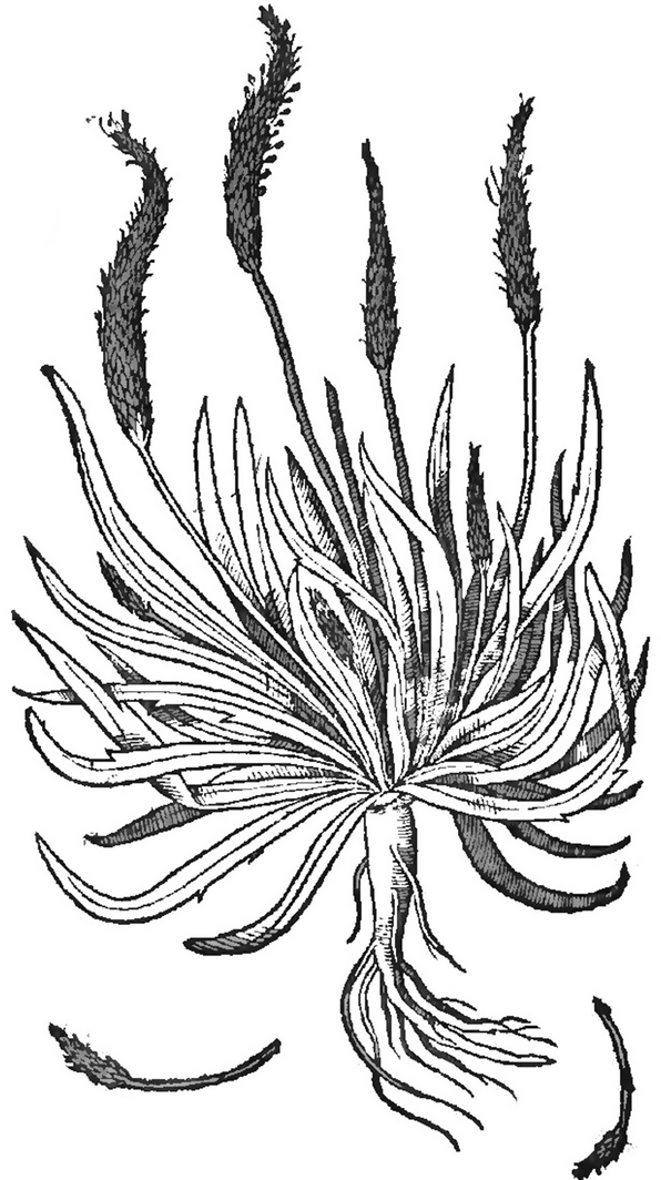 A Botanical History Of Halophytes From Theophrastus To Nowadays Springerlink