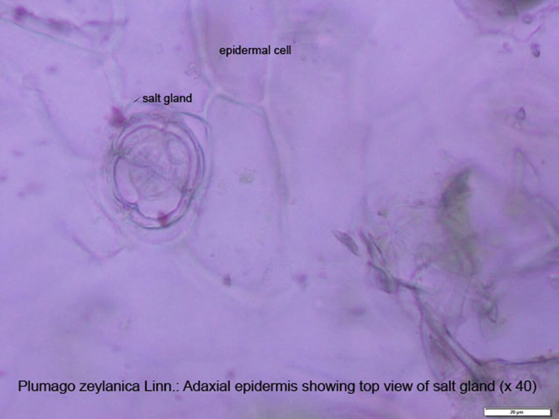 A Comparative Account of the Morphological and Anatomical ...