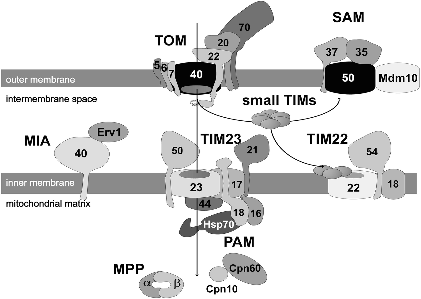 Protein Import Into Hydrogenosomes And Mitosomes Springerlink