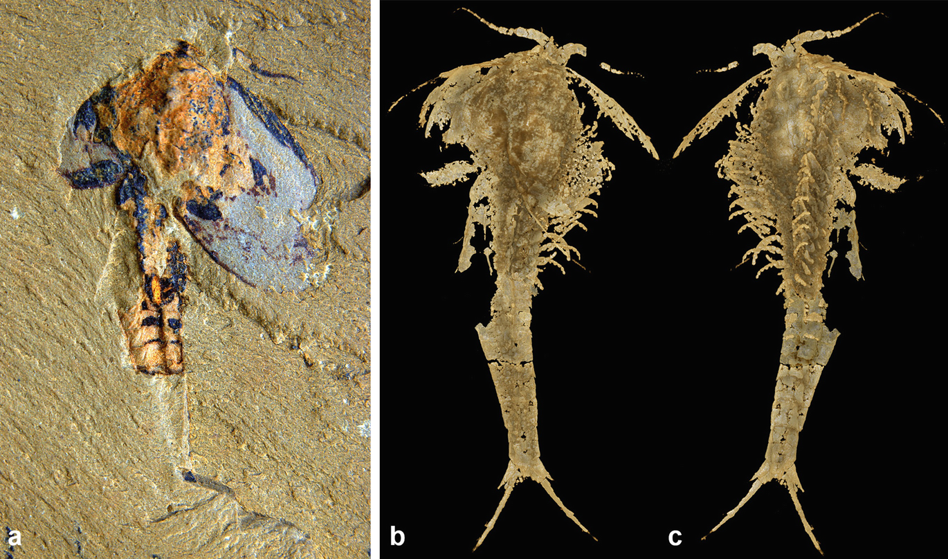 Exceptionally Preserved Cambrian Fossils In The Genomic Era Springerlink Exceptionally Preserved Cambrian Fossils In The Genomic Era Springerlink