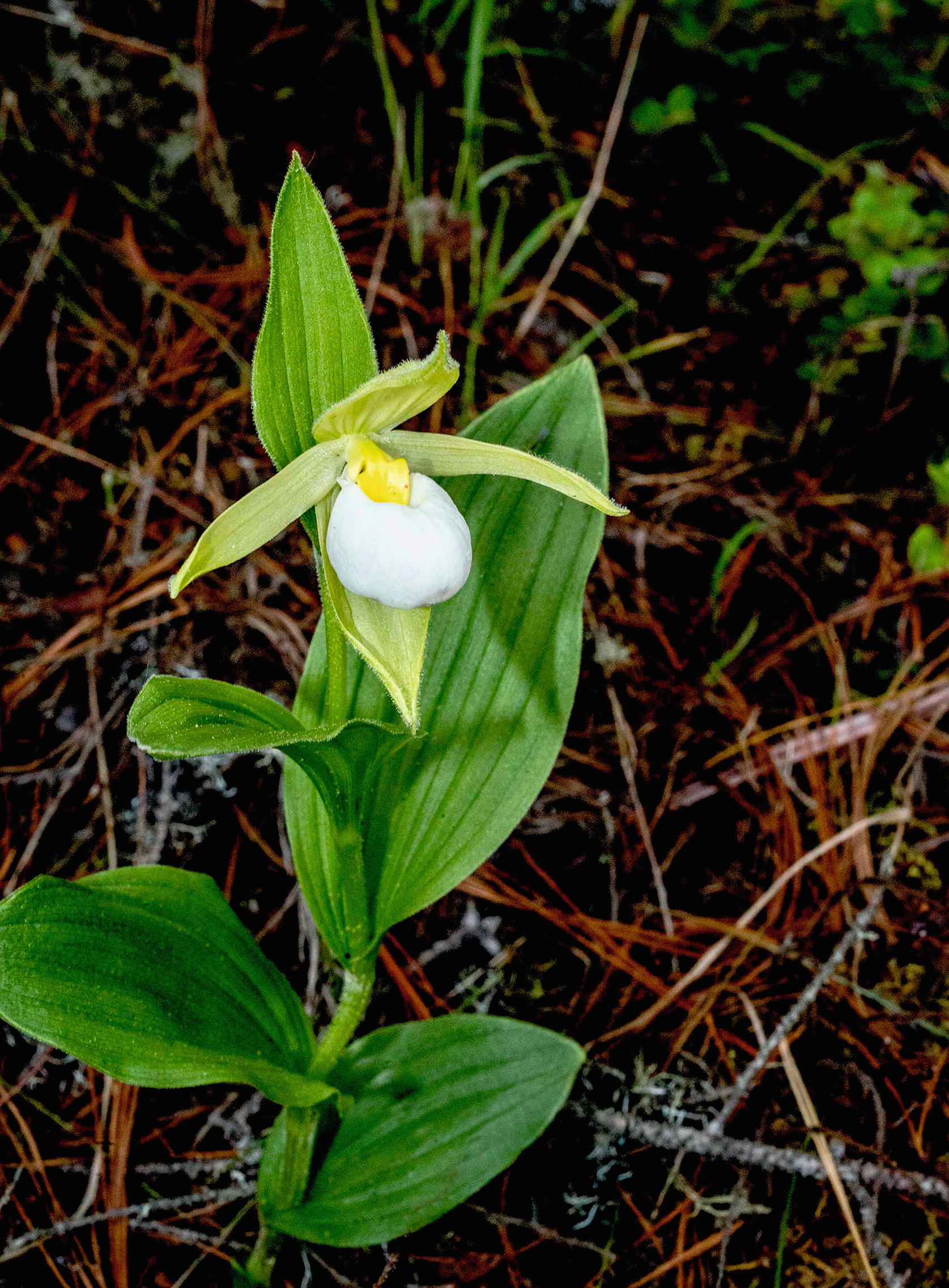 Cymbidium Goeringii Extract