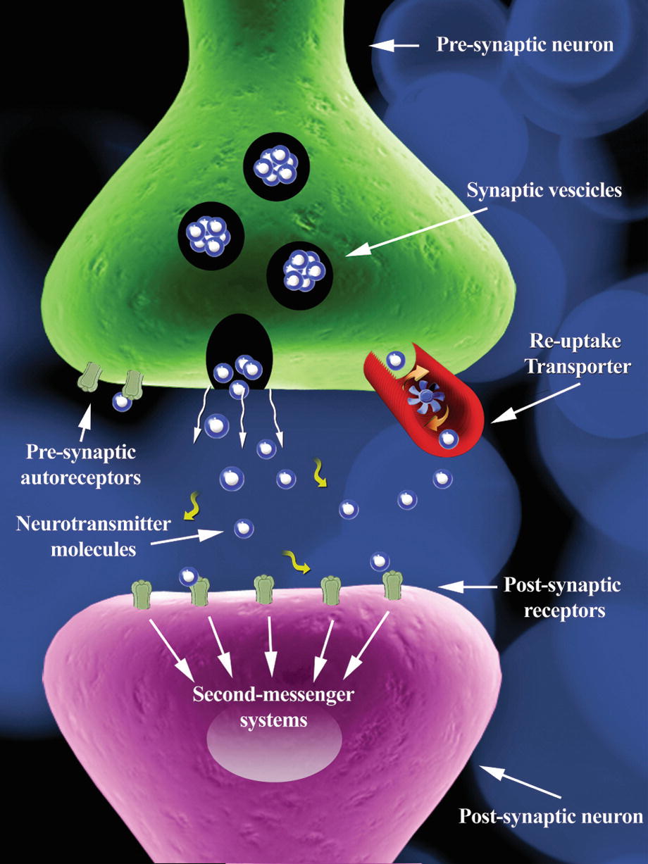 The Human Connectome Functional Anatomy Of The Brain - 