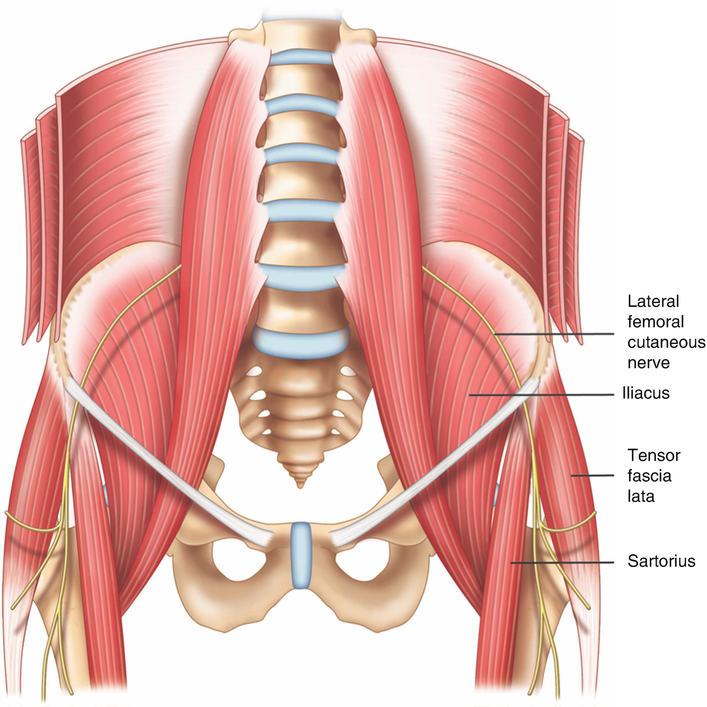 Lateral Femoral Cutaneous Nerve Springerlink