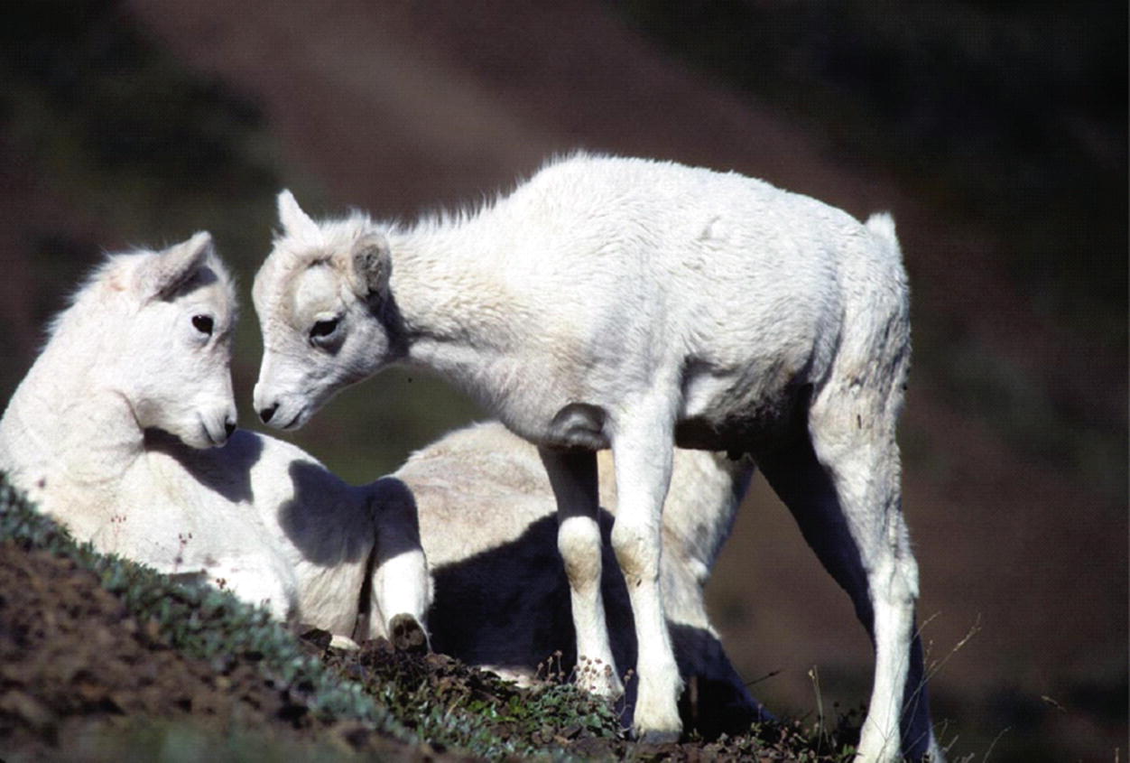 28/" x 42/" Ram//Big Horn Sheep Delta Tru-Life Western Series Large Game