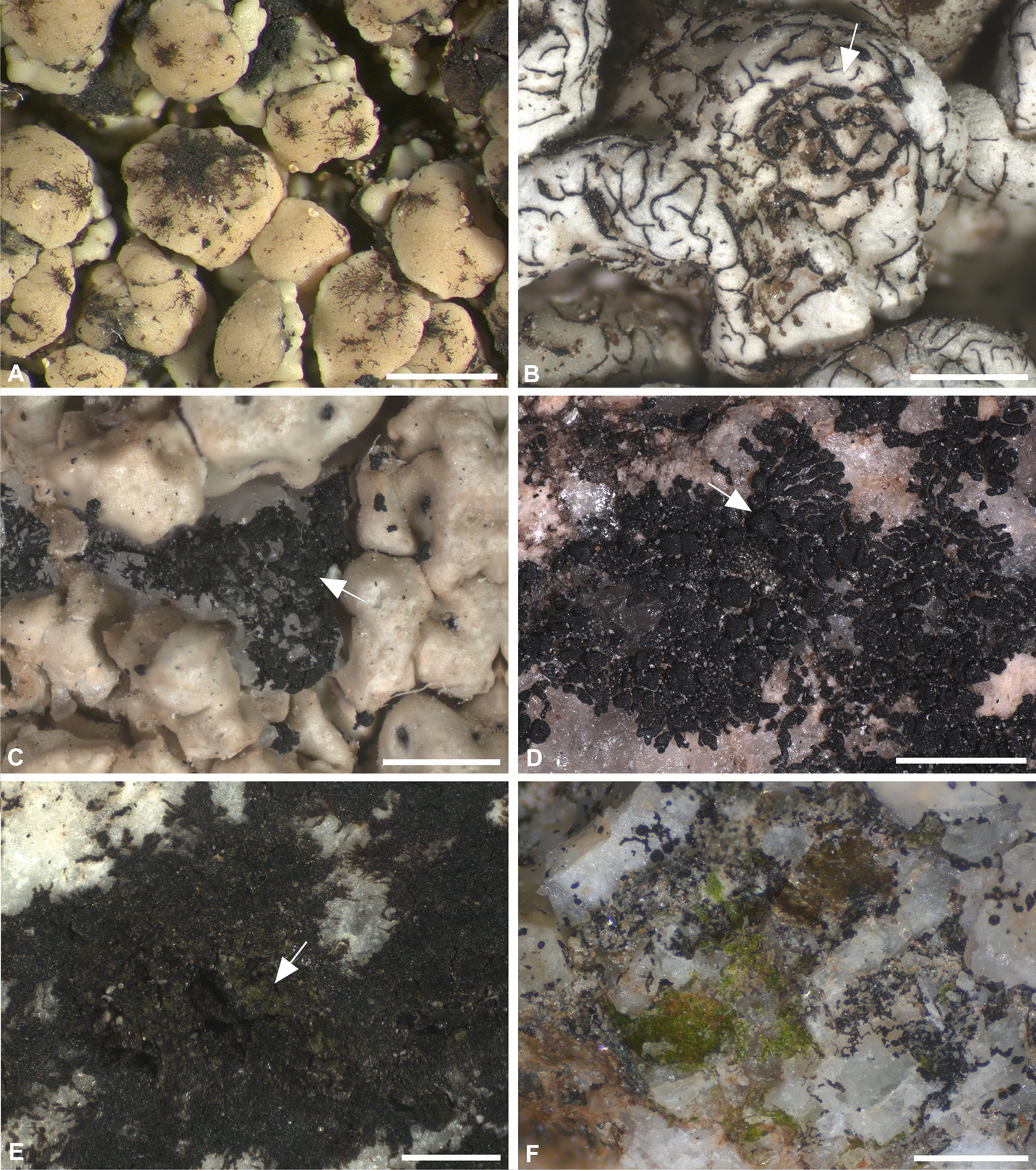Extremotolerant Black Fungi From Rocks And Lichens Springerlink