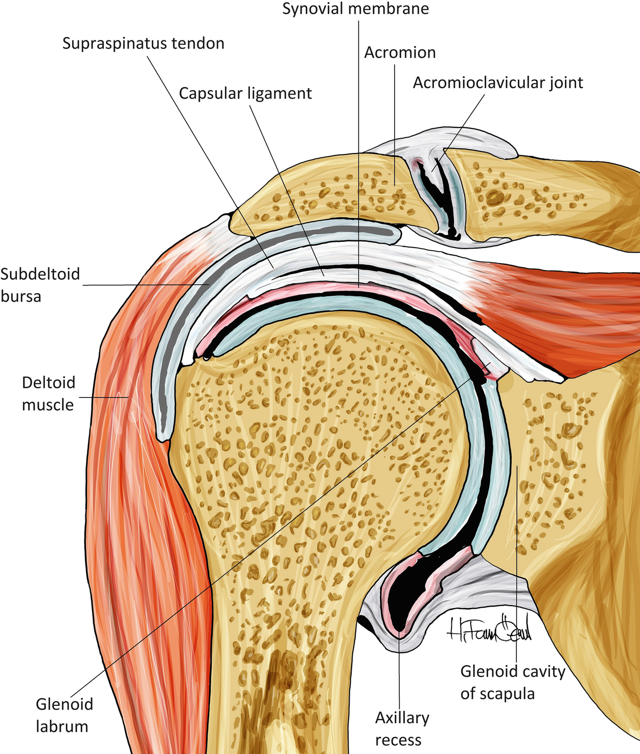 Shoulder Anatomy Springerlink