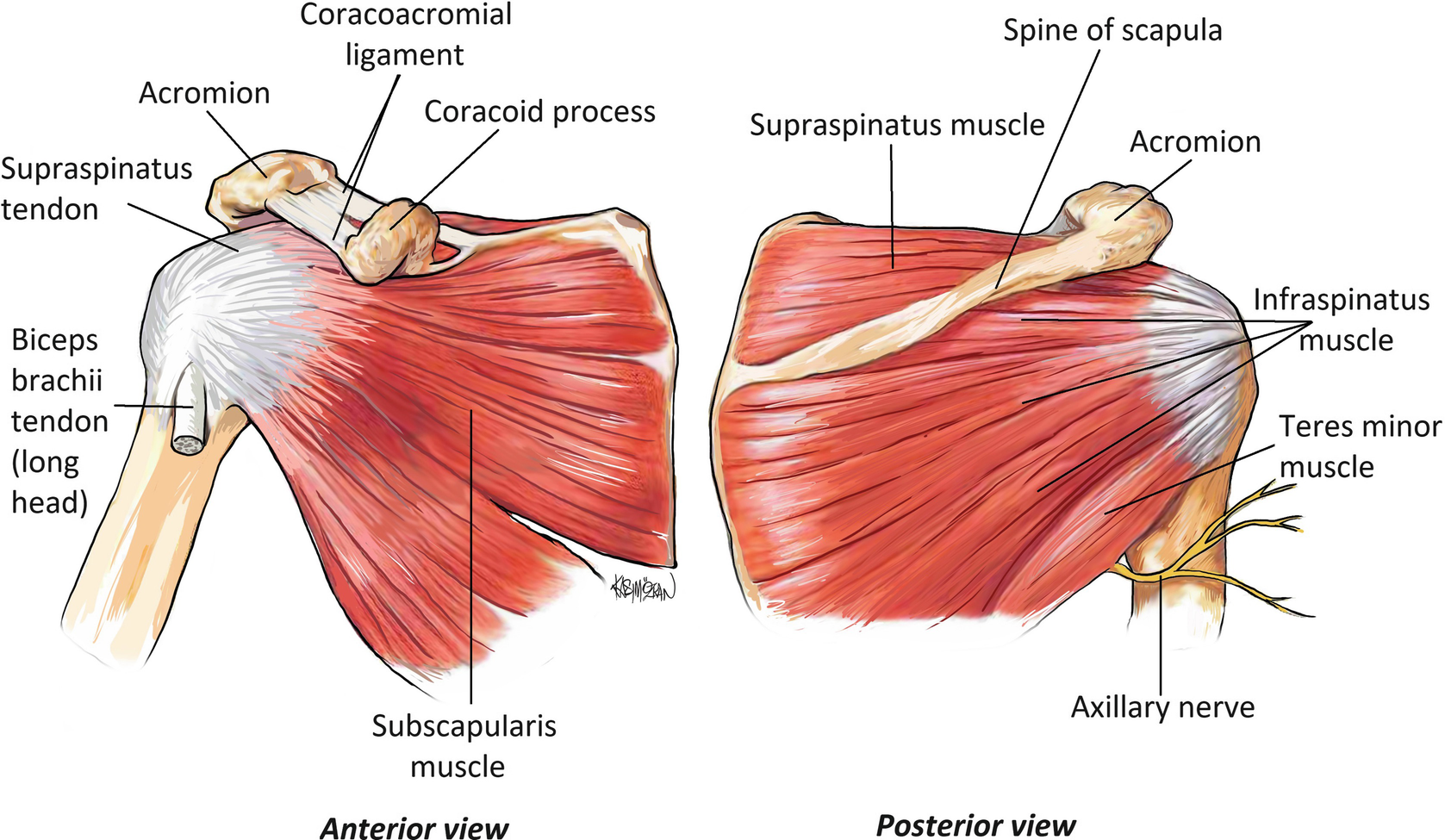 Diagram Of Shoulder - How To Self Diagnose Your Shoulder Pain Breaking Muscle : Atlas of the anatomy of the joint of the shoulder on a ct arthrogram in axial, coronal, and sagittal sections, on a 3d images and on conventional athrogram.