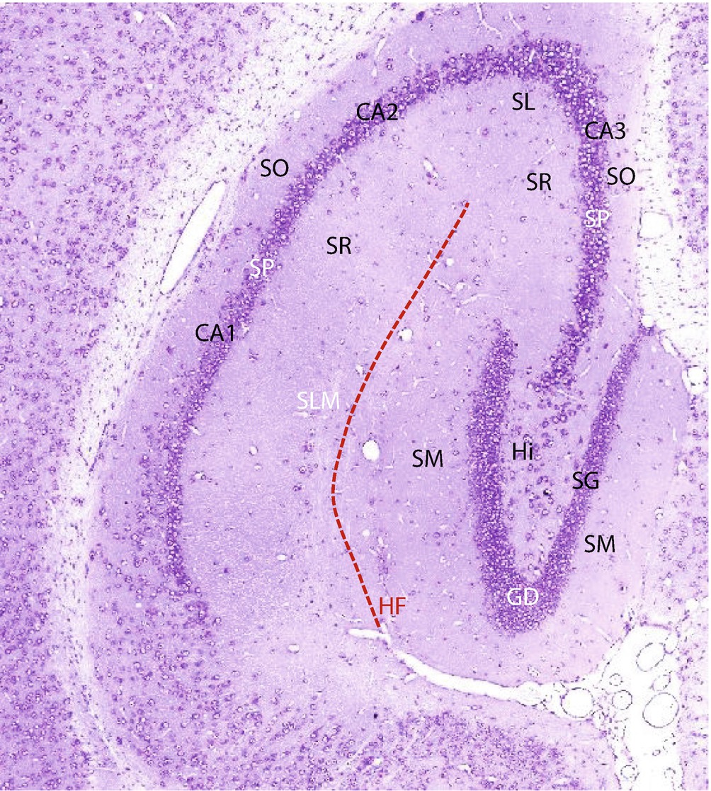 hippocampus anatomy mouse