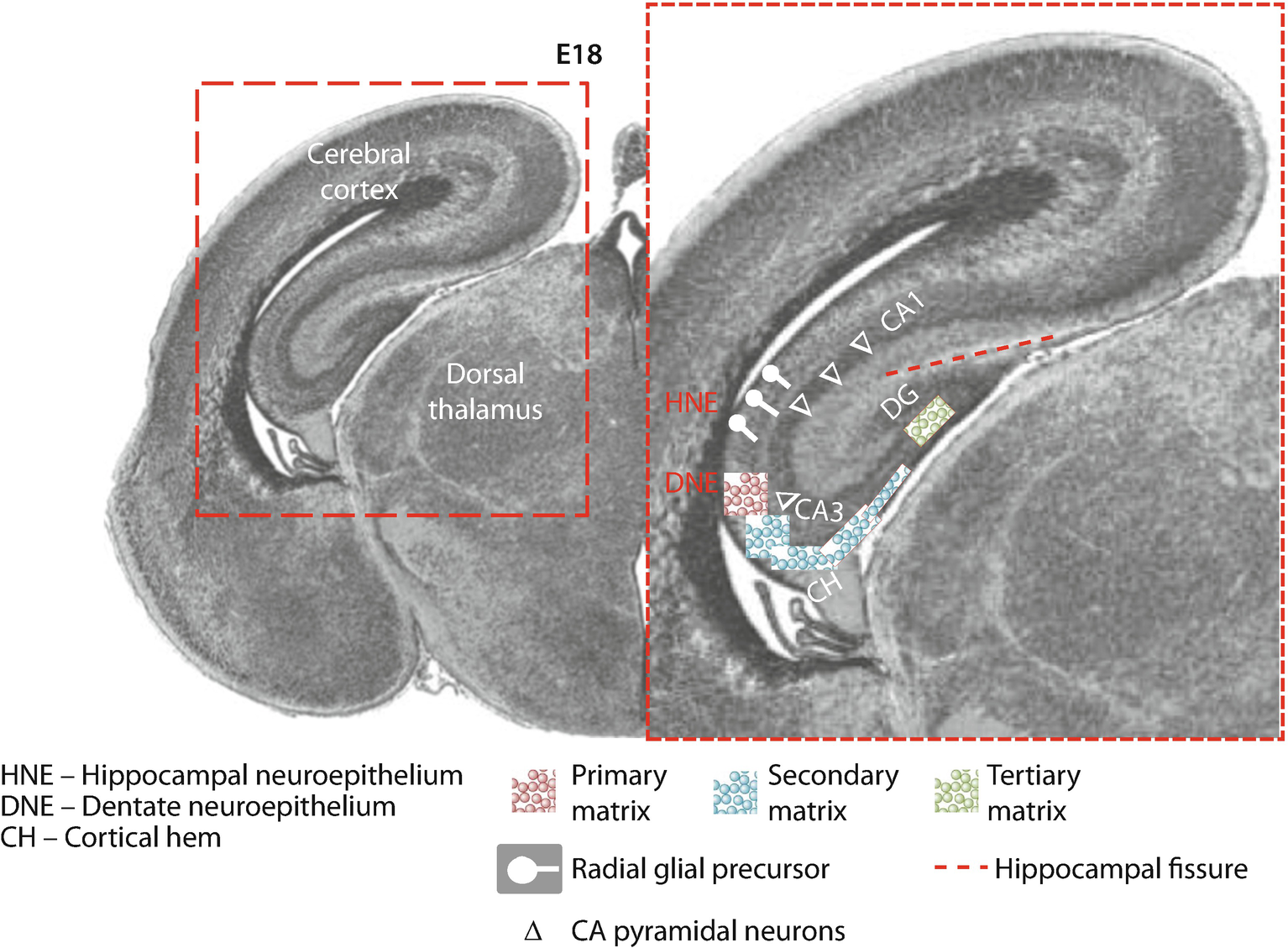 hippocampus anatomy ca