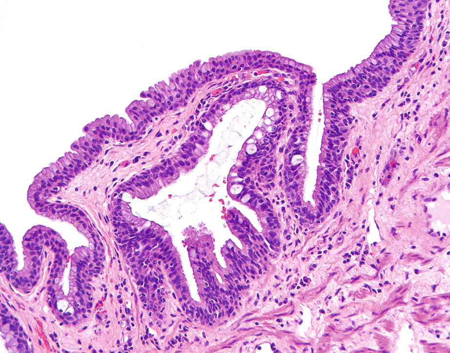Anatomy and Histology of the Anus SpringerLink