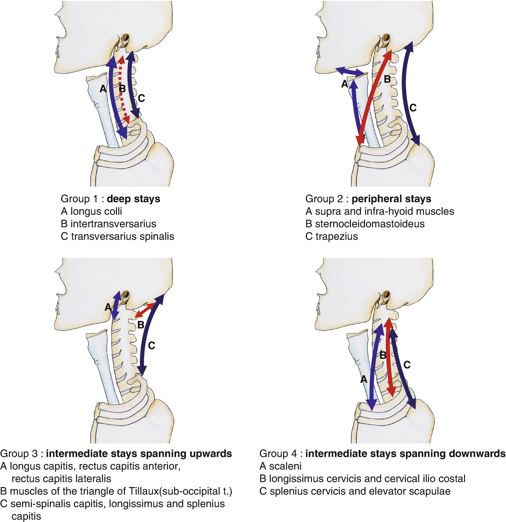 The Normal And Pathological Spinal Muscle Springerlink