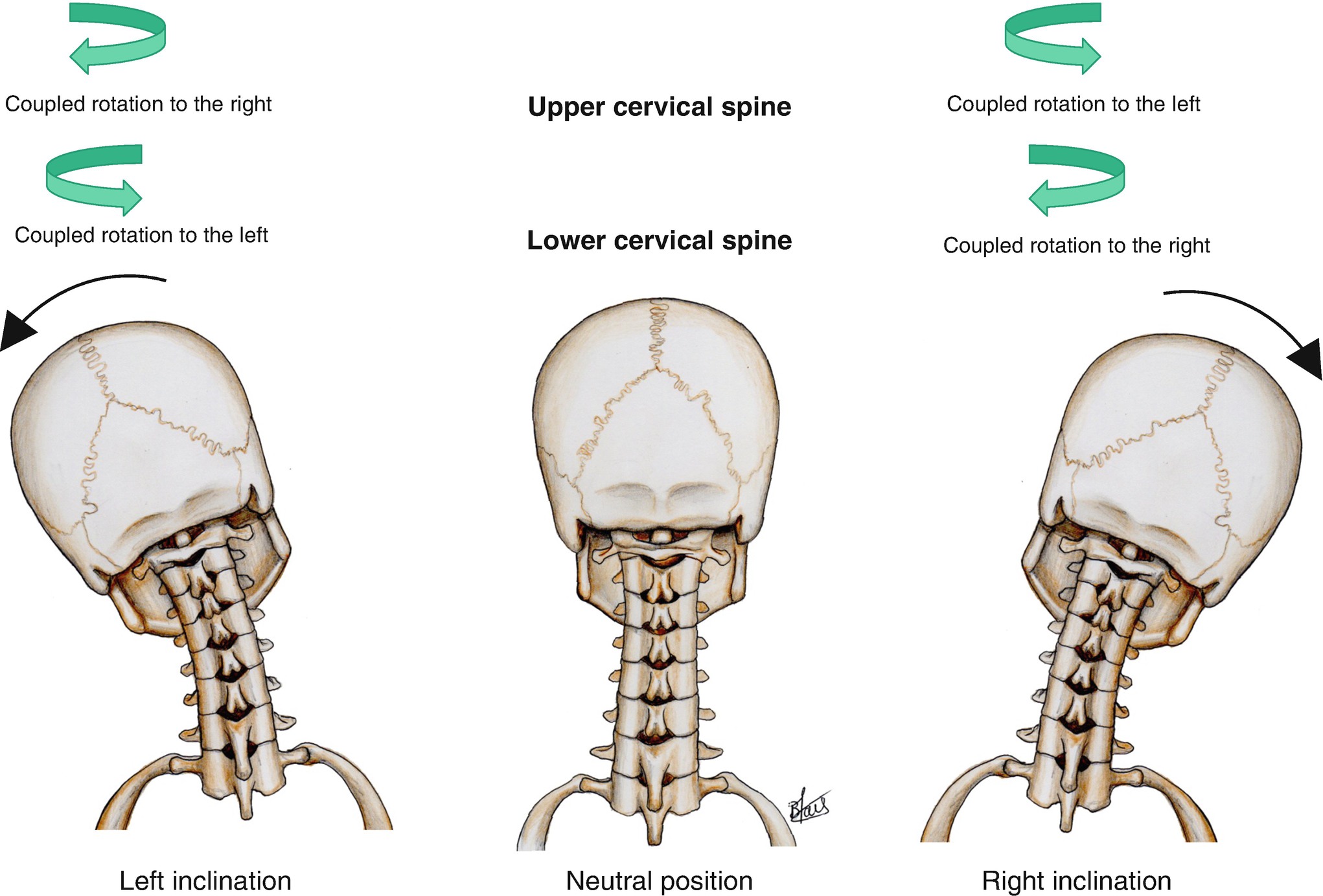 Kinematics of the Spine SpringerLink