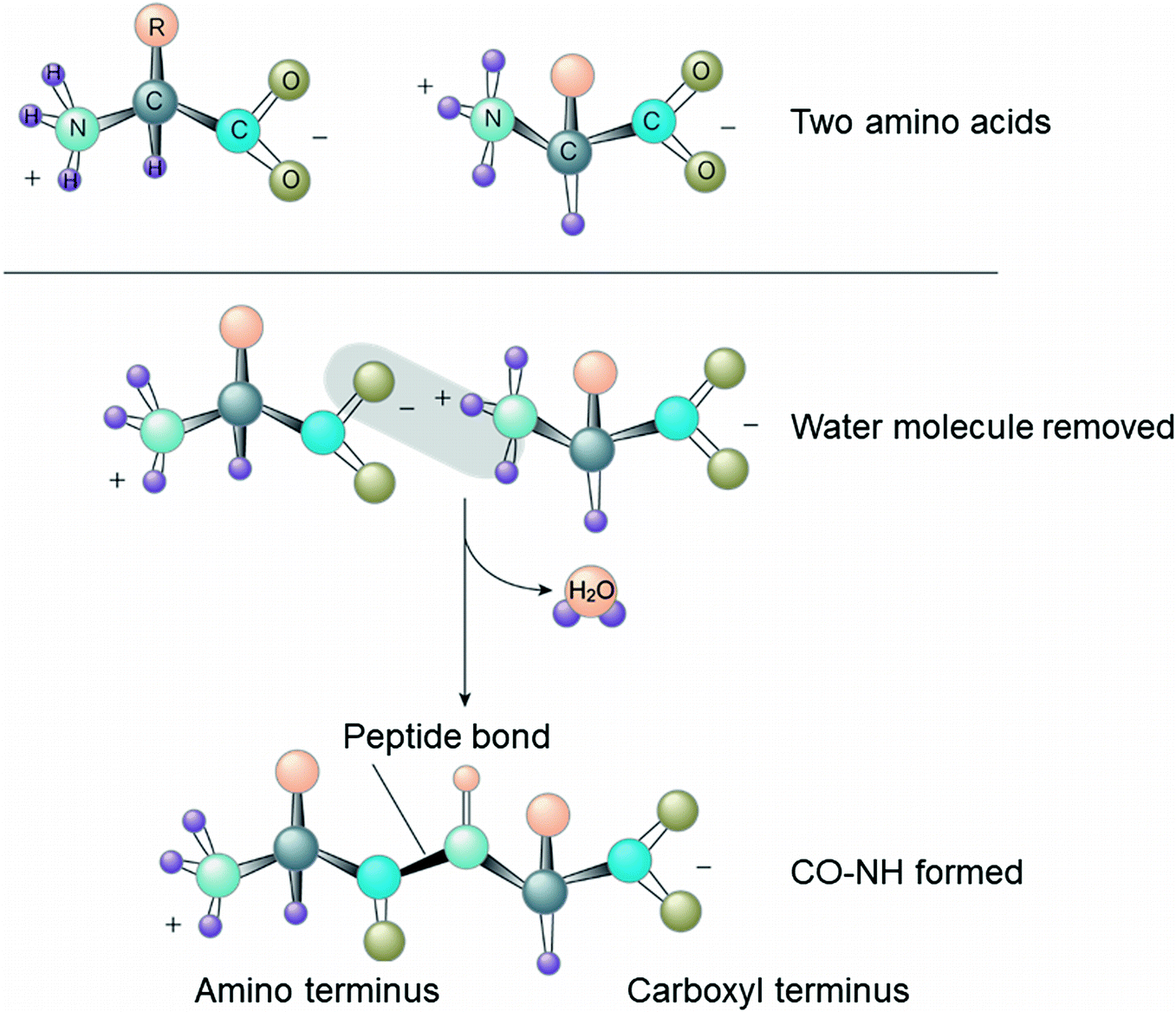 Introduction To Molecular Biology Springerlink