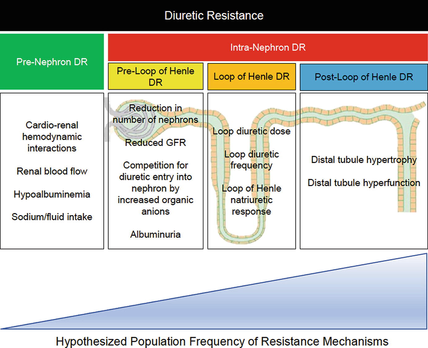 Loop Diuretic Resistance In A Patient With Acute Heart