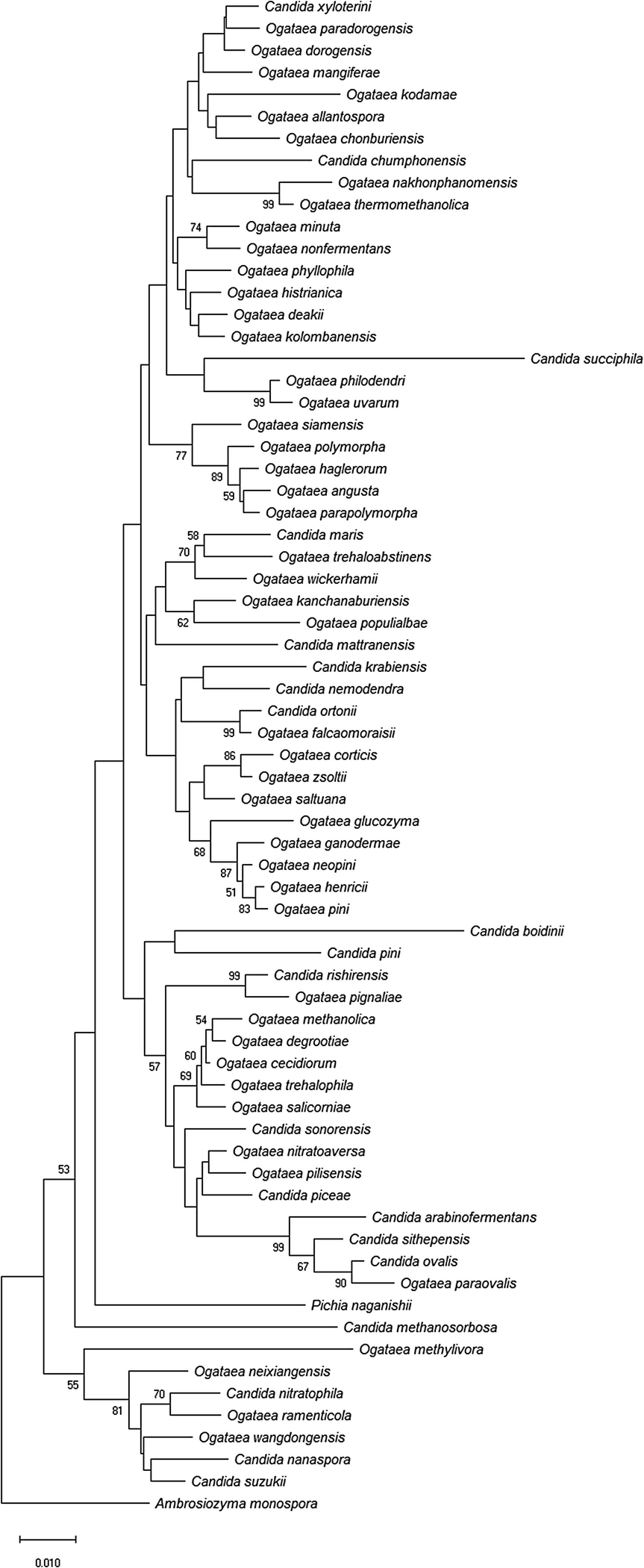 Systematics Diversity And Ecology Of The Genus Yarrowia And The Methanol Assimilating Yeasts Springerlink